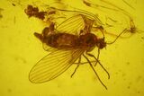 Fossil Ant (Formicidae) & Three Flies (Diptera) in Baltic Amber #173697-2